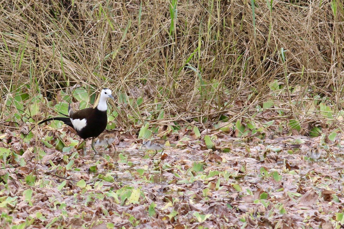 Pheasant-tailed Jacana - Cassie  Liu