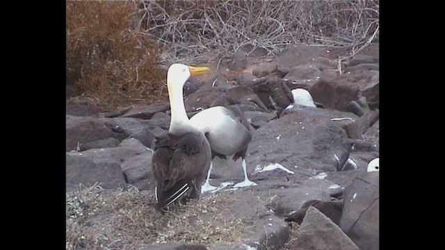 Waved Albatross - ML649057831