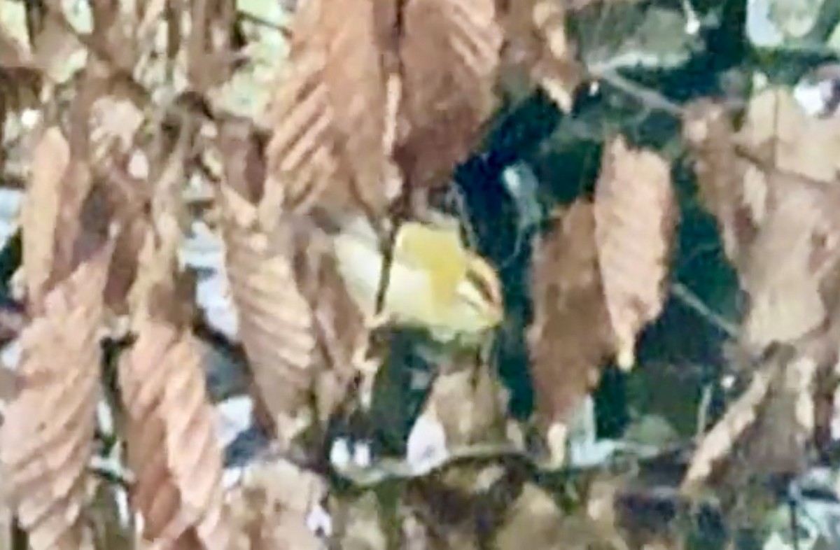 Common Firecrest - ML649058172