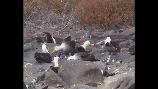 Waved Albatross - ML649058191