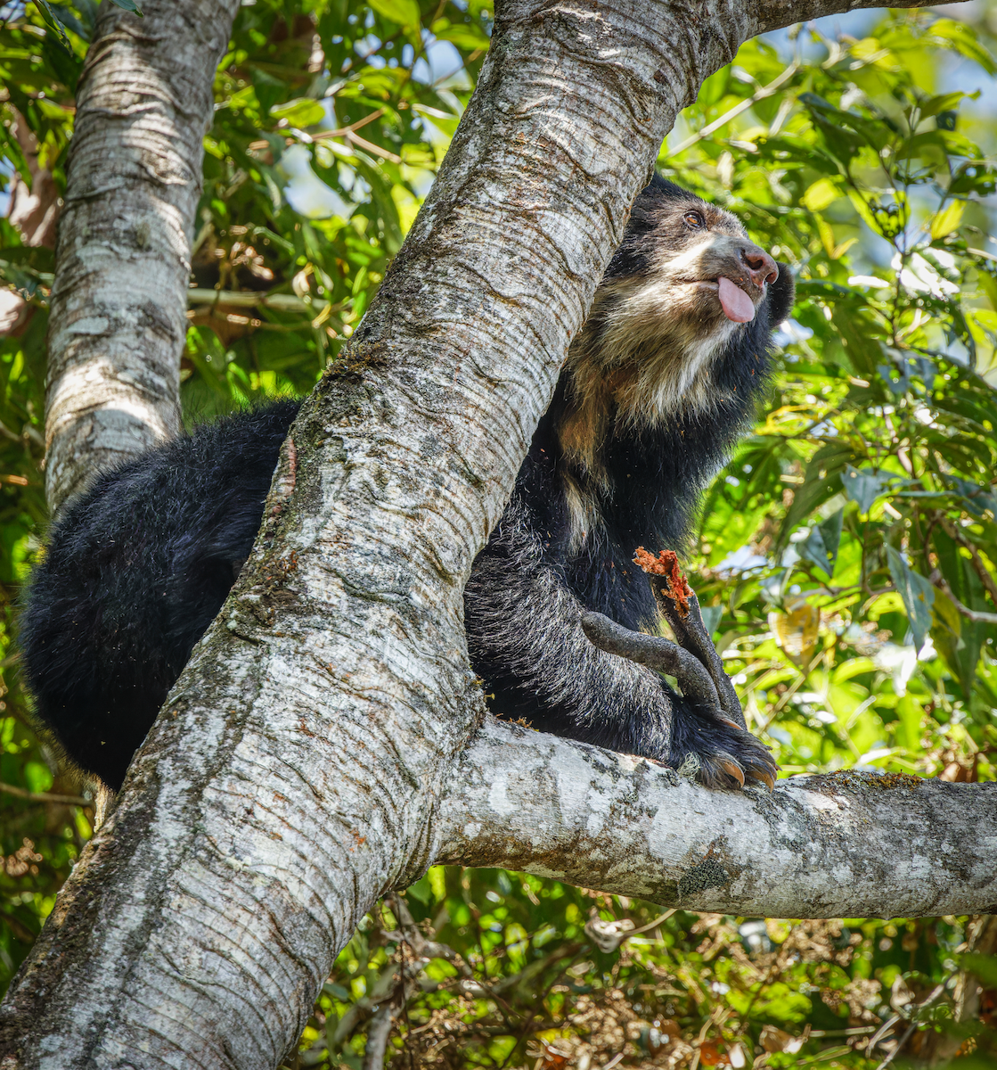 Spectacled Bears - ML649058268