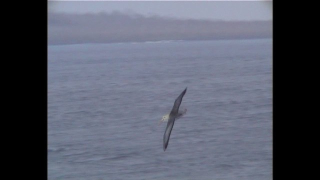 Waved Albatross - ML649058378