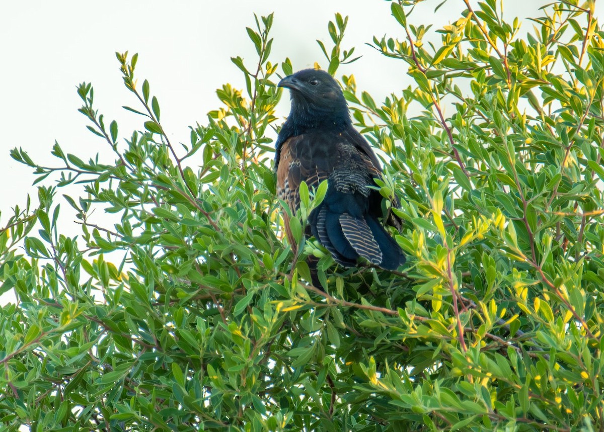 Black Coucal - ML649058538