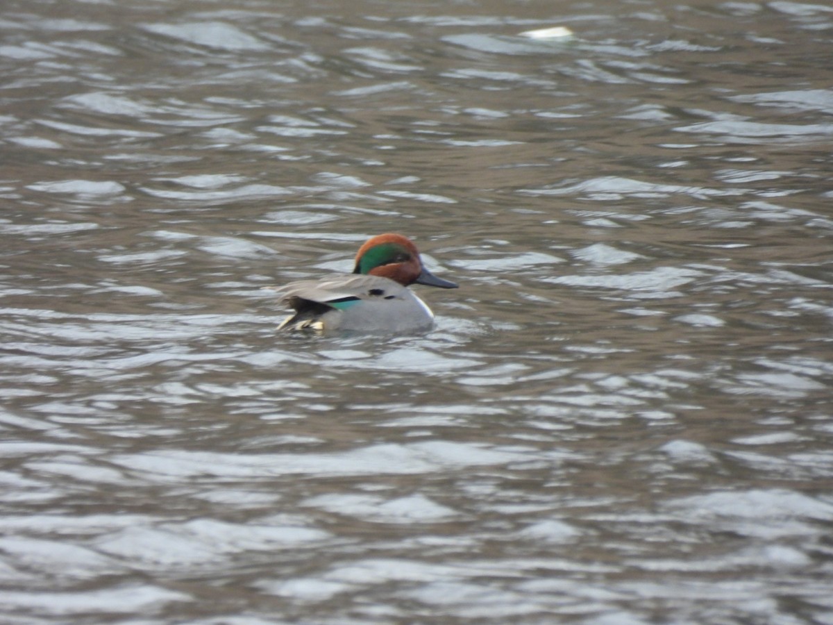 Green-winged Teal - ML649058565