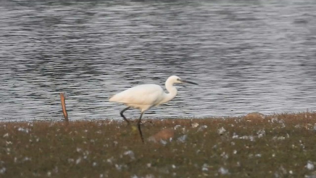 Little Egret - ML649058674