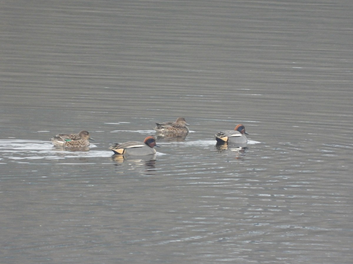 Green-winged Teal - ML649058821
