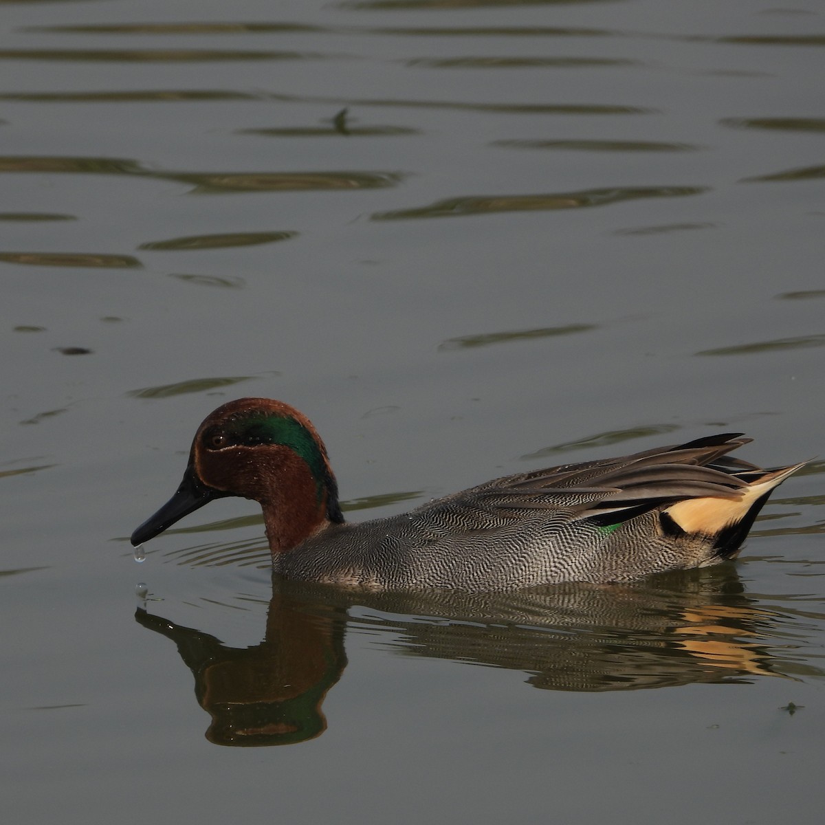 Green-winged Teal - ML649059066