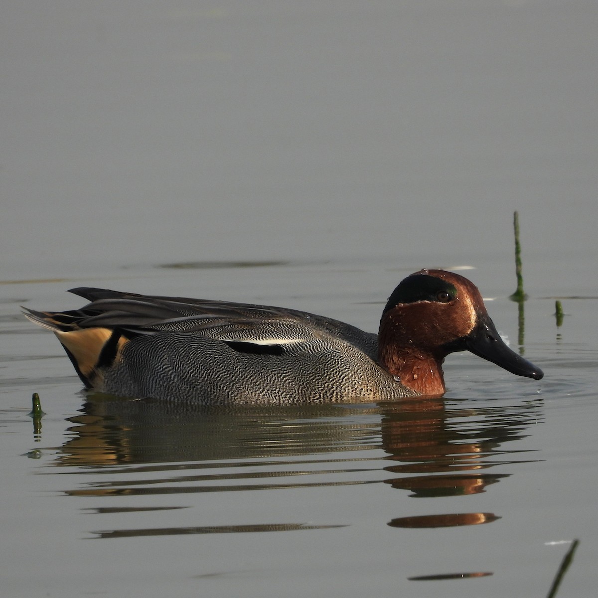 Green-winged Teal - ML649059068