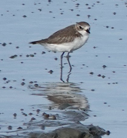 Tibet Cılıbıtı - ML649059086