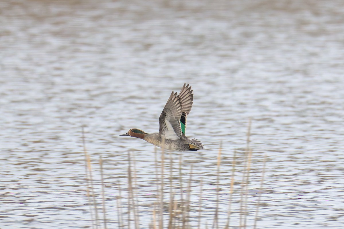 Green-winged Teal - ML649059263