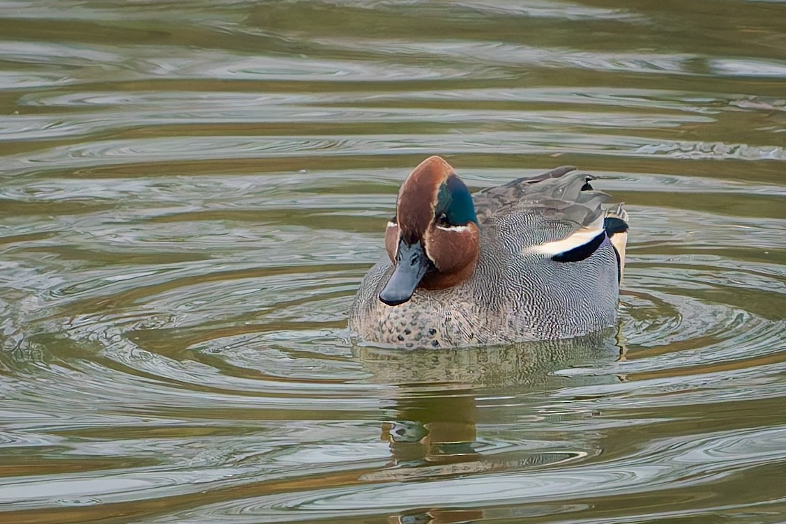 Green-winged Teal - ML649059266