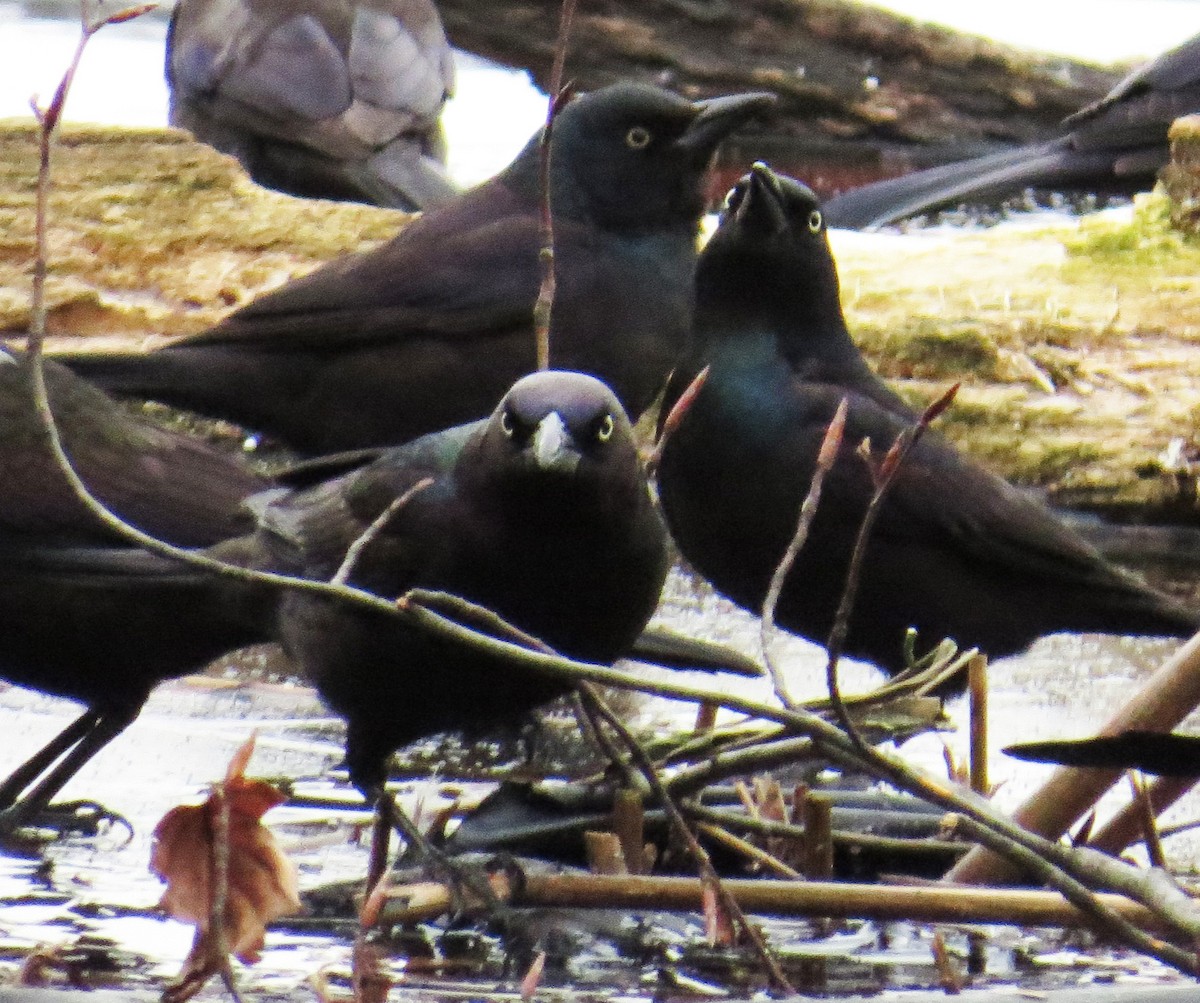 Common Grackle - ML649059463