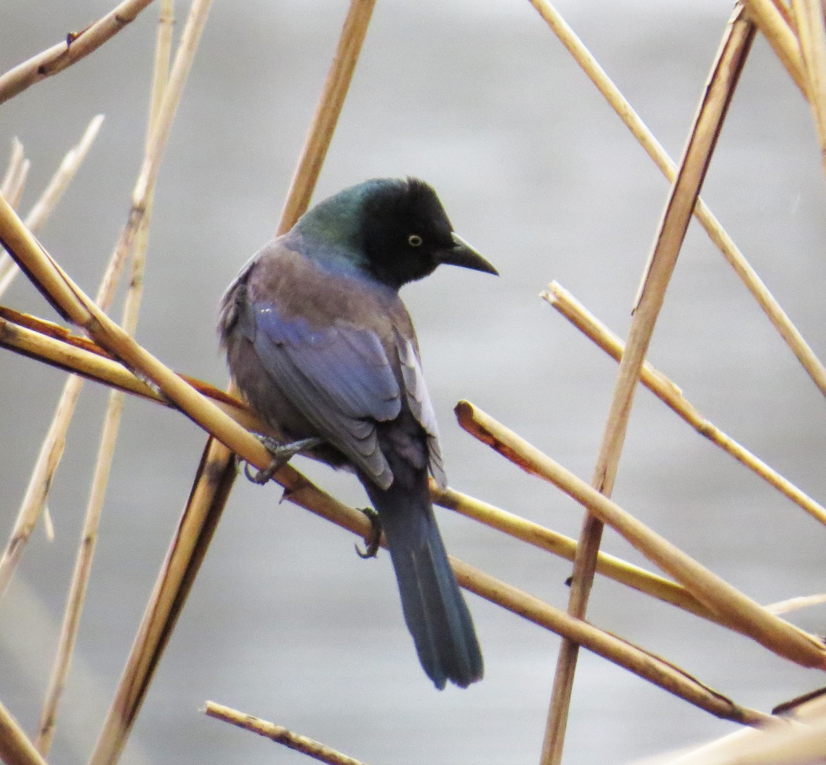 Common Grackle - ML649059464