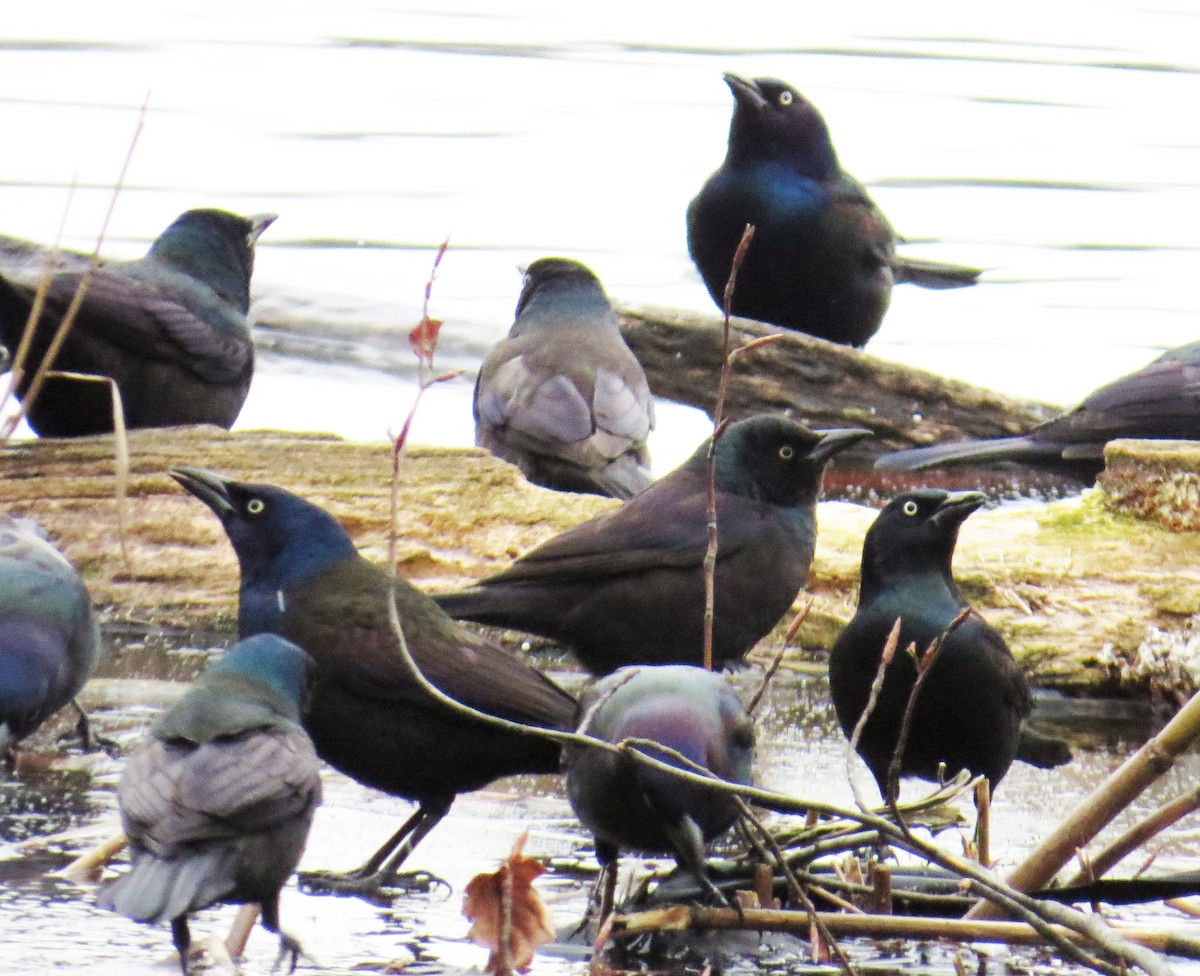 Common Grackle - ML649059465