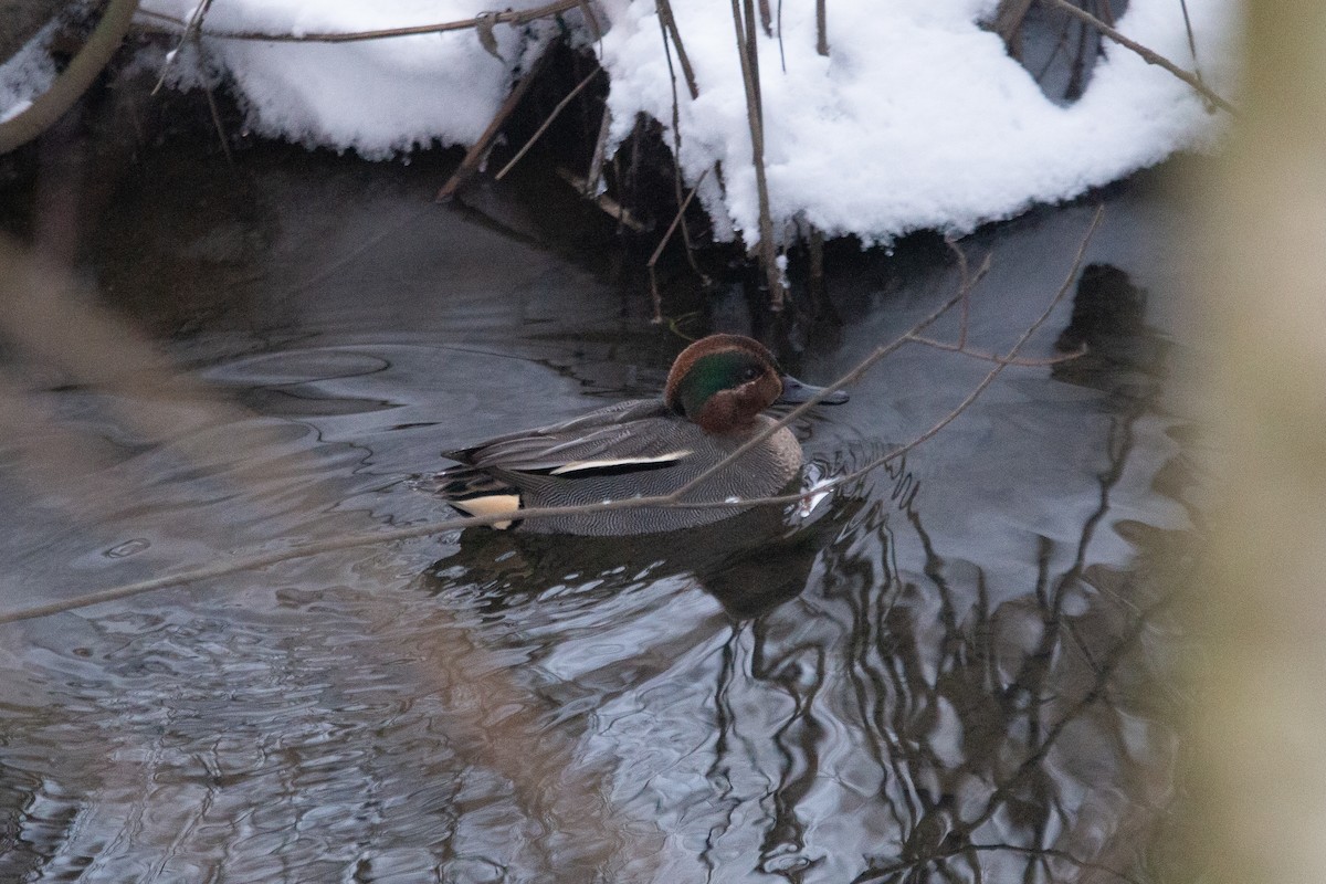 Green-winged Teal - ML649059592
