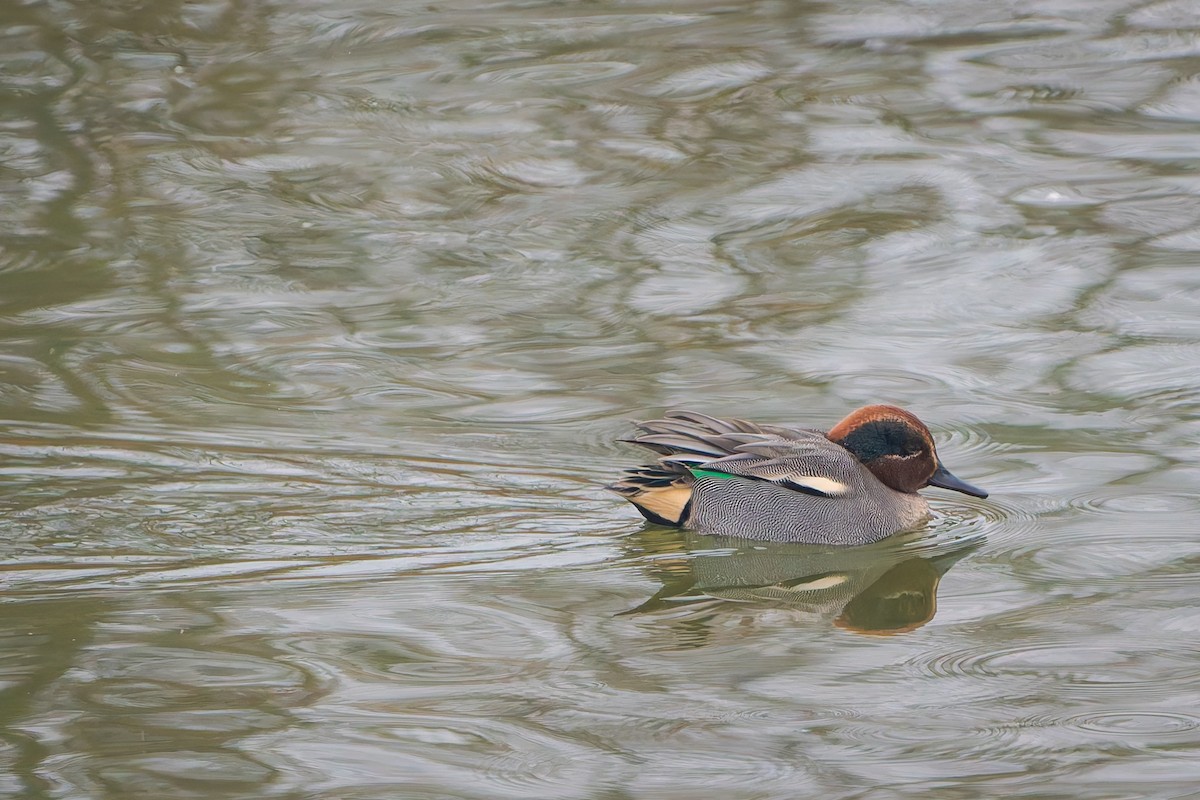 Green-winged Teal - ML649059644