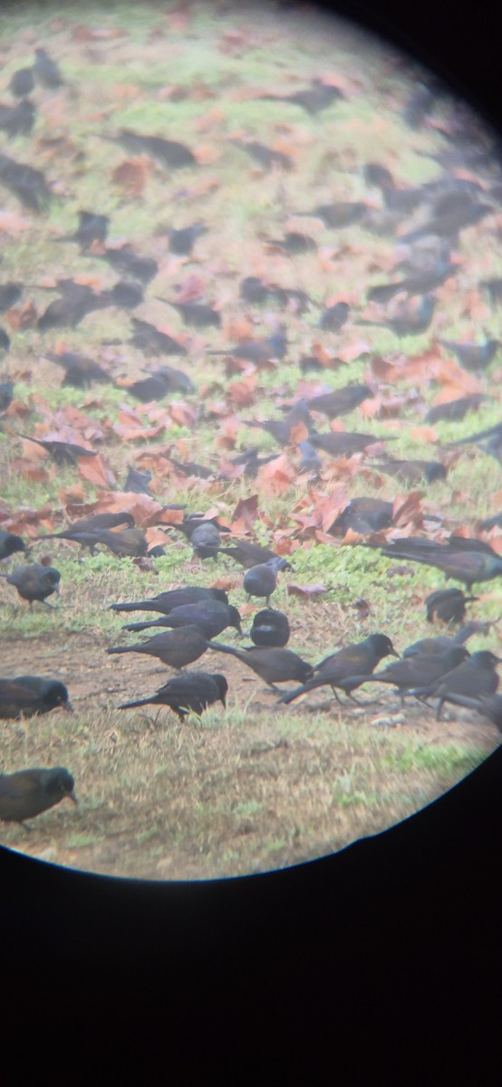 Common Grackle - ML649059898