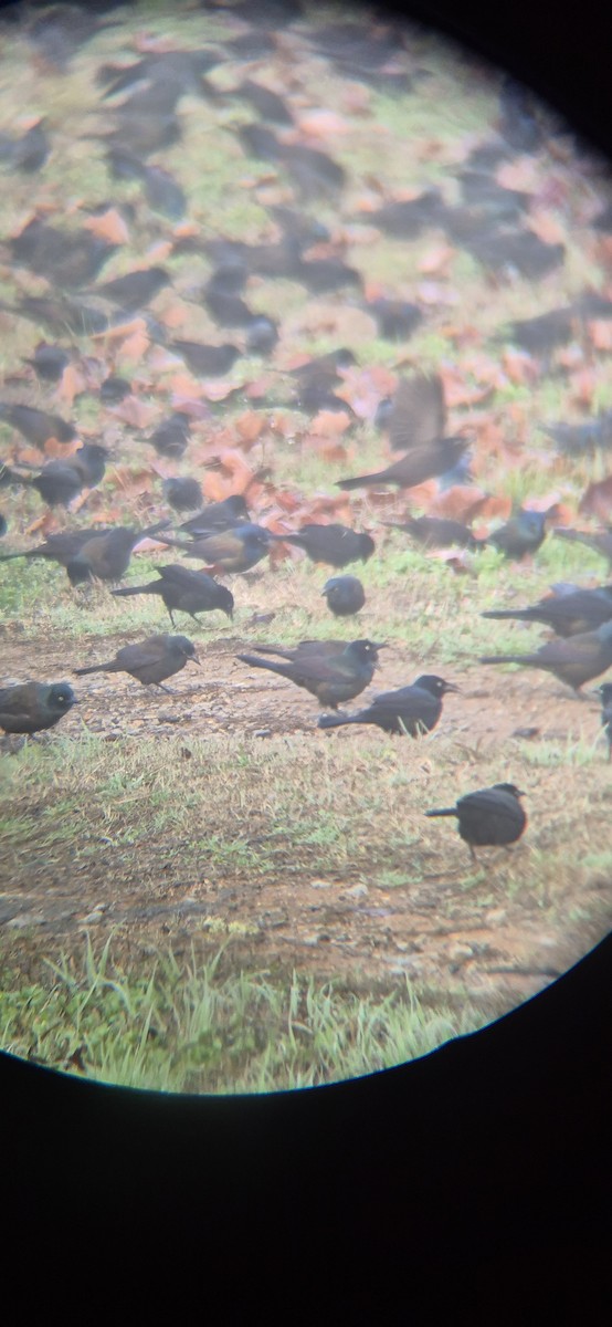 Common Grackle - ML649059900