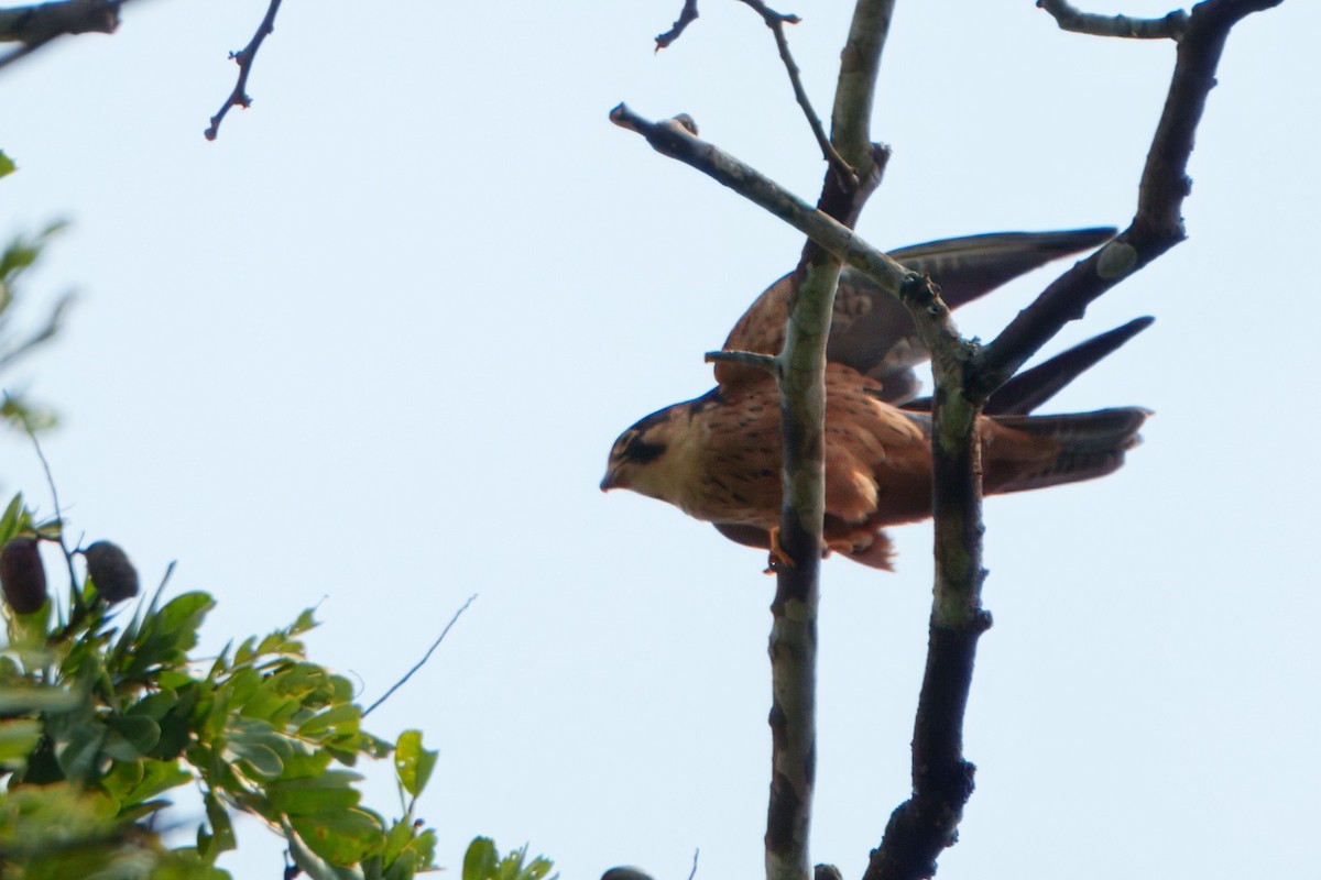 African Hobby - ML649059907