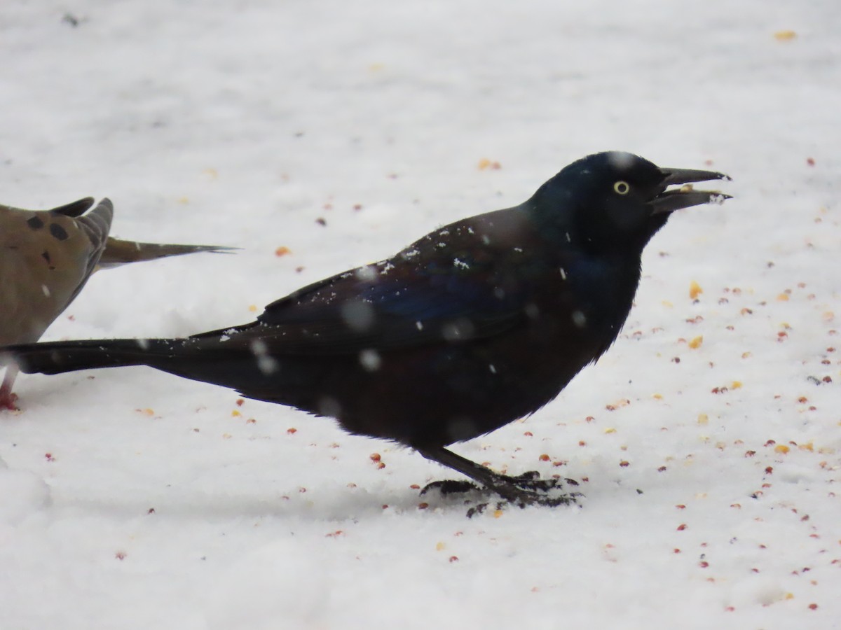 Common Grackle - ML649059958