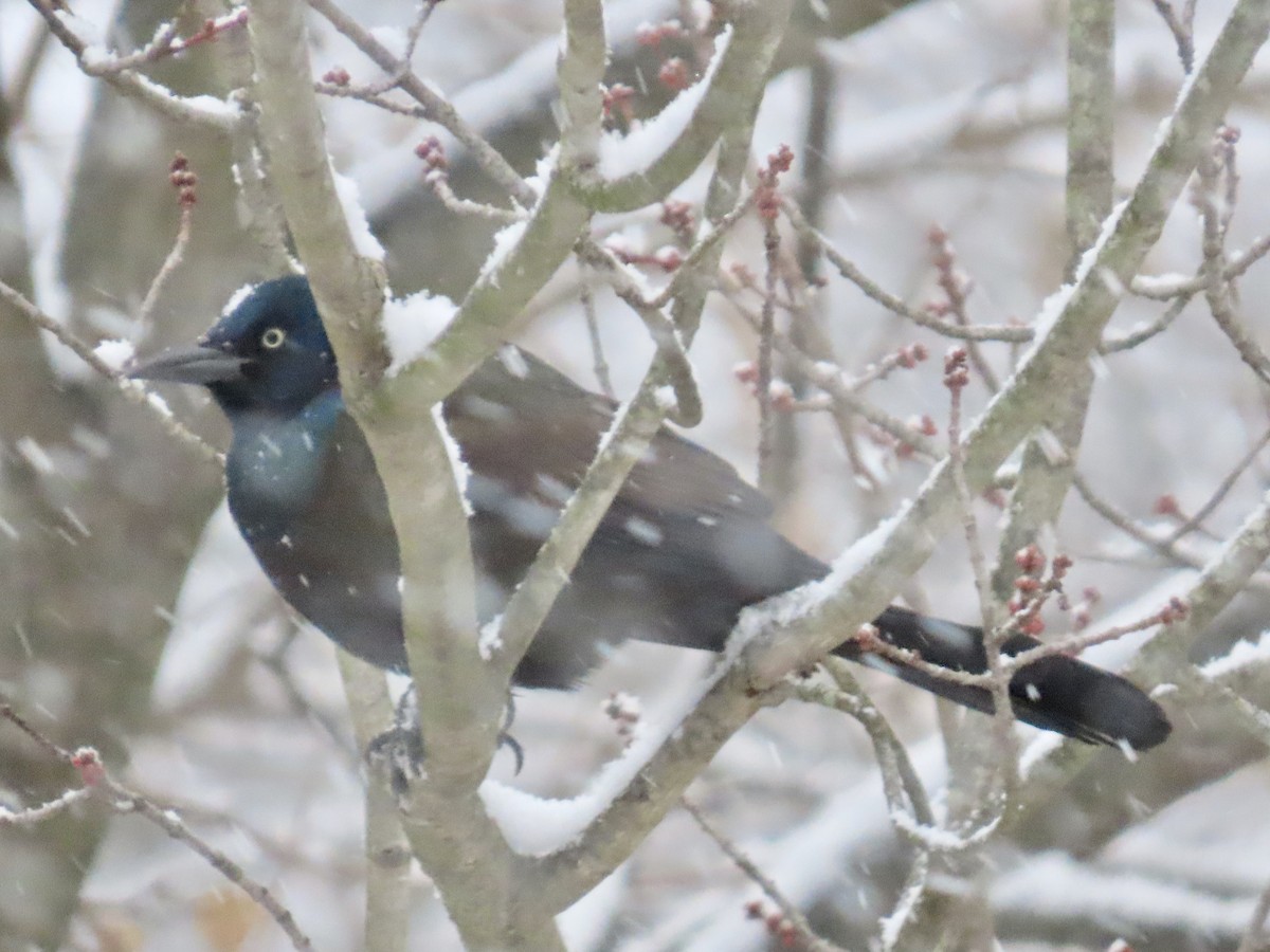 Common Grackle - ML649059959