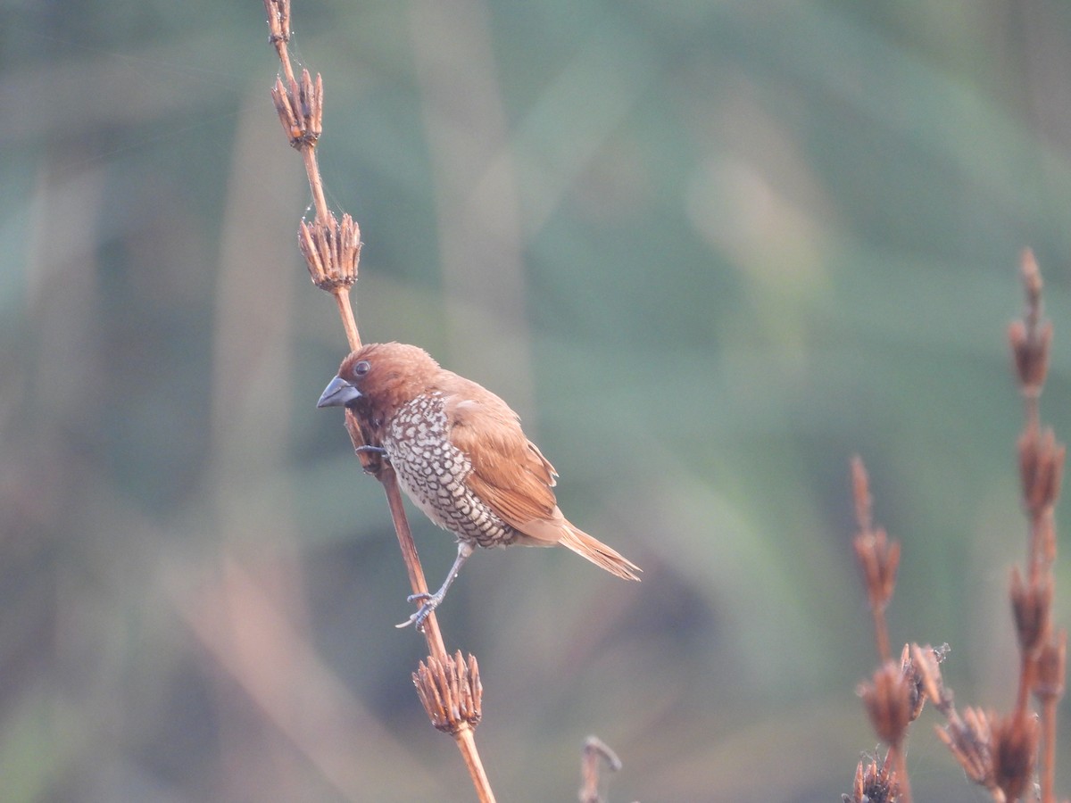 Scaly-breasted Munia - ML649060314