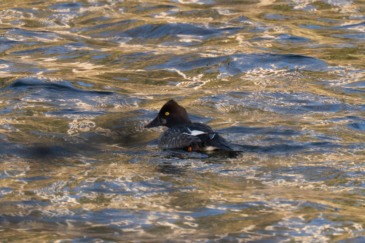 Common Goldeneye - ML649060320