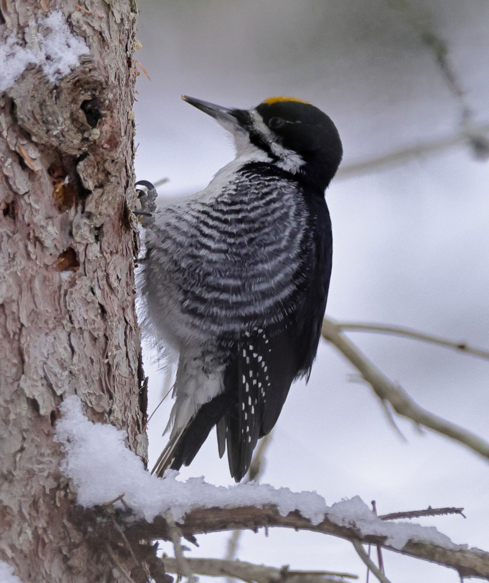 Black-backed Woodpecker - Paul Mitro