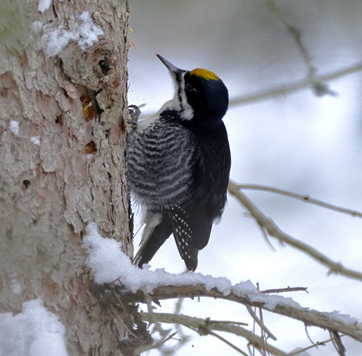 Black-backed Woodpecker - ML649060322