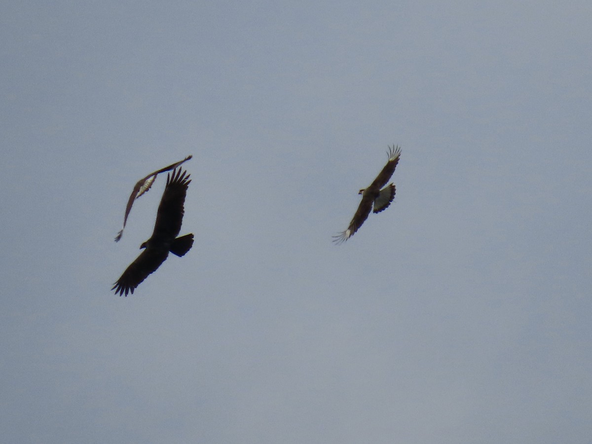 Crested Caracara - ML649060324
