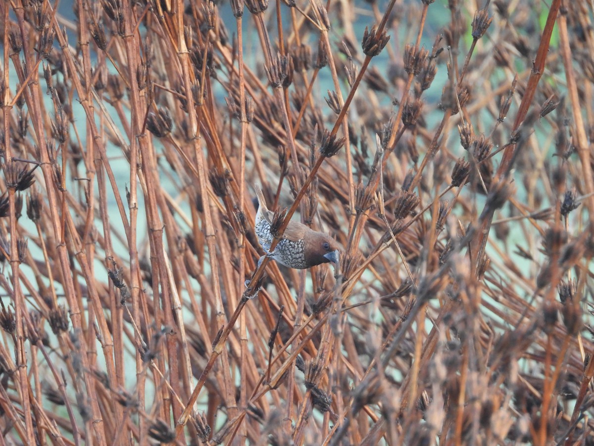 Scaly-breasted Munia - ML649060326