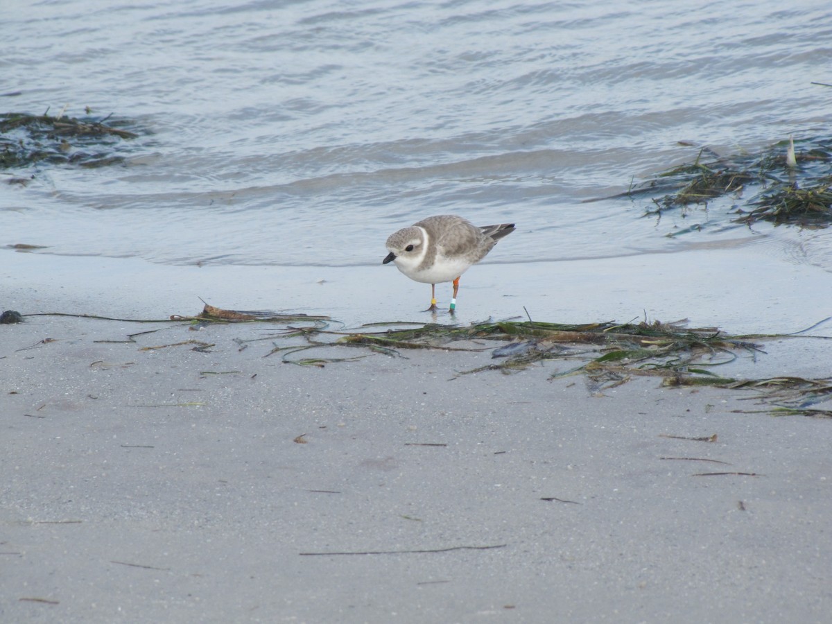 Piping Plover - ML649060327