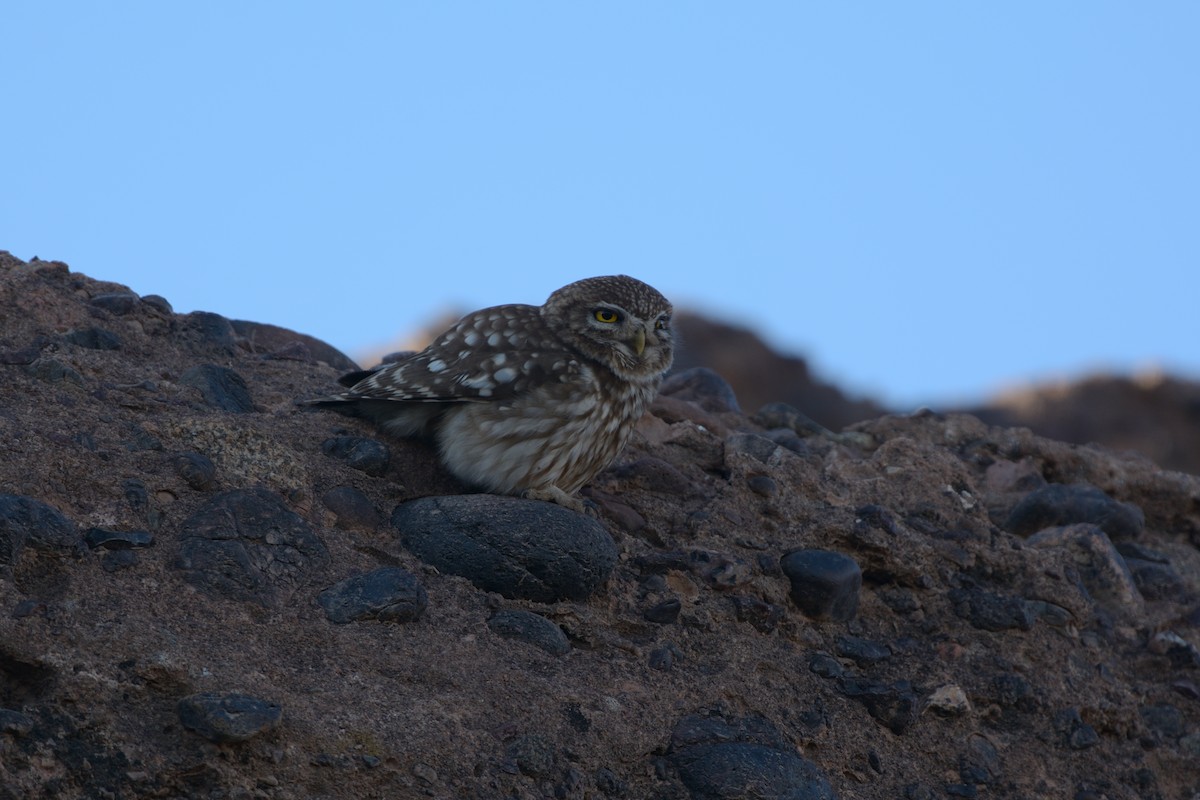 Little Owl - ML649060328