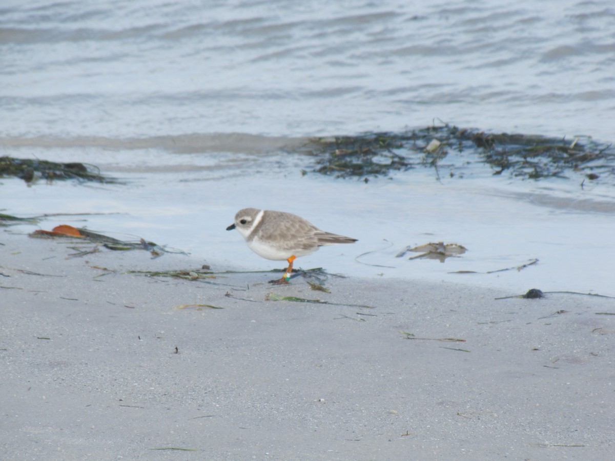 Piping Plover - Julian Pedulla