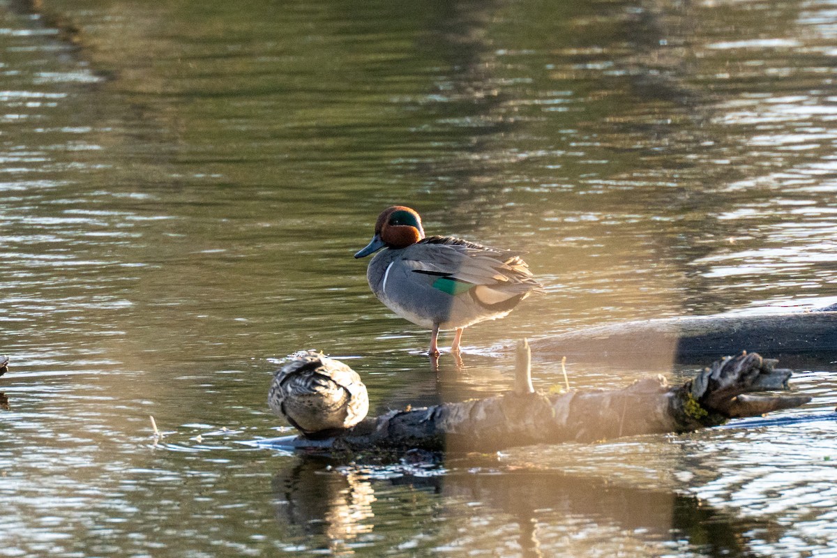 Green-winged Teal - ML649060332