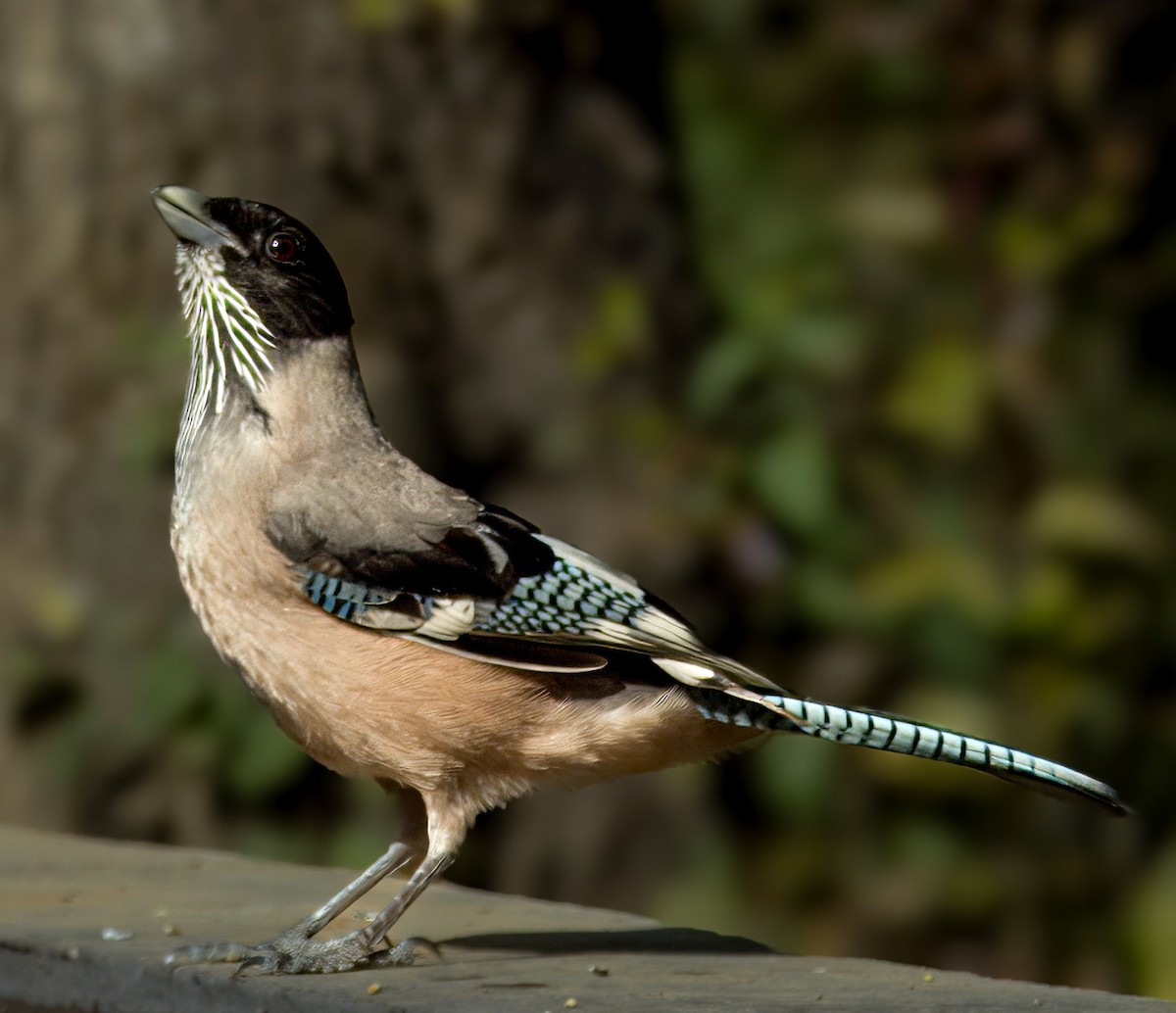 Black-headed Jay - Sagar Chattoraj