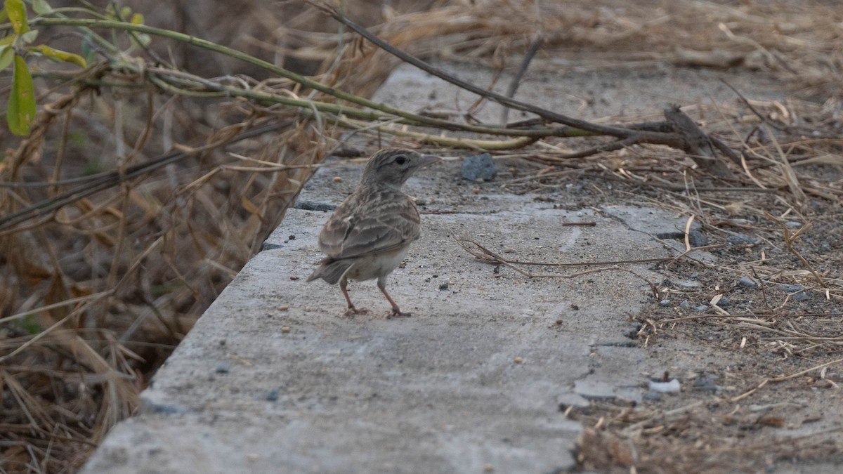 Mongolian Short-toed Lark - ML649060334