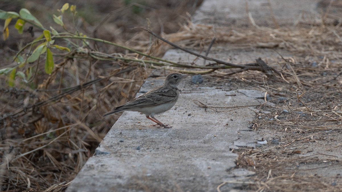 Mongolian Short-toed Lark - Thanu Shanavas