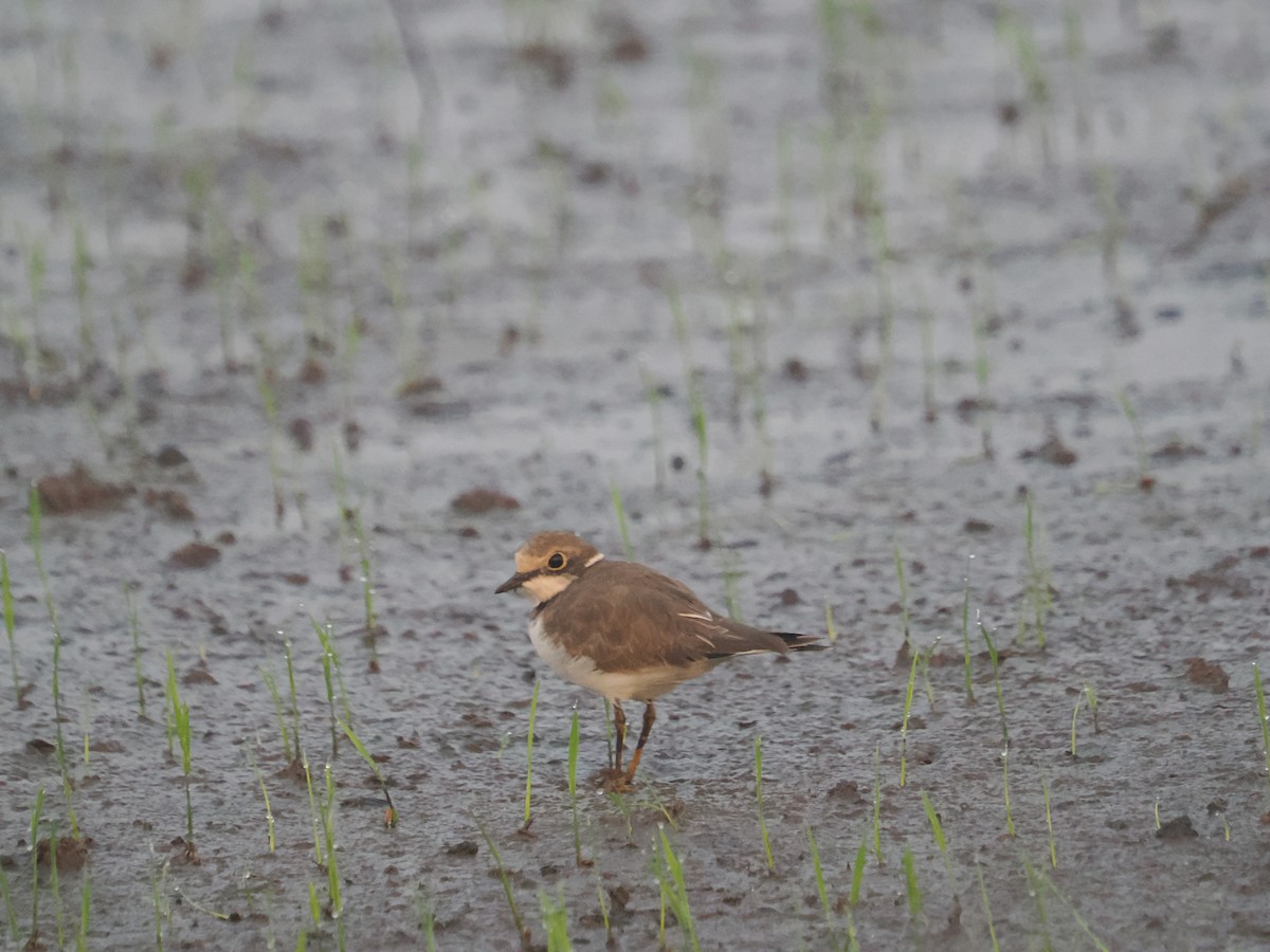 Little Ringed Plover - ML649060337