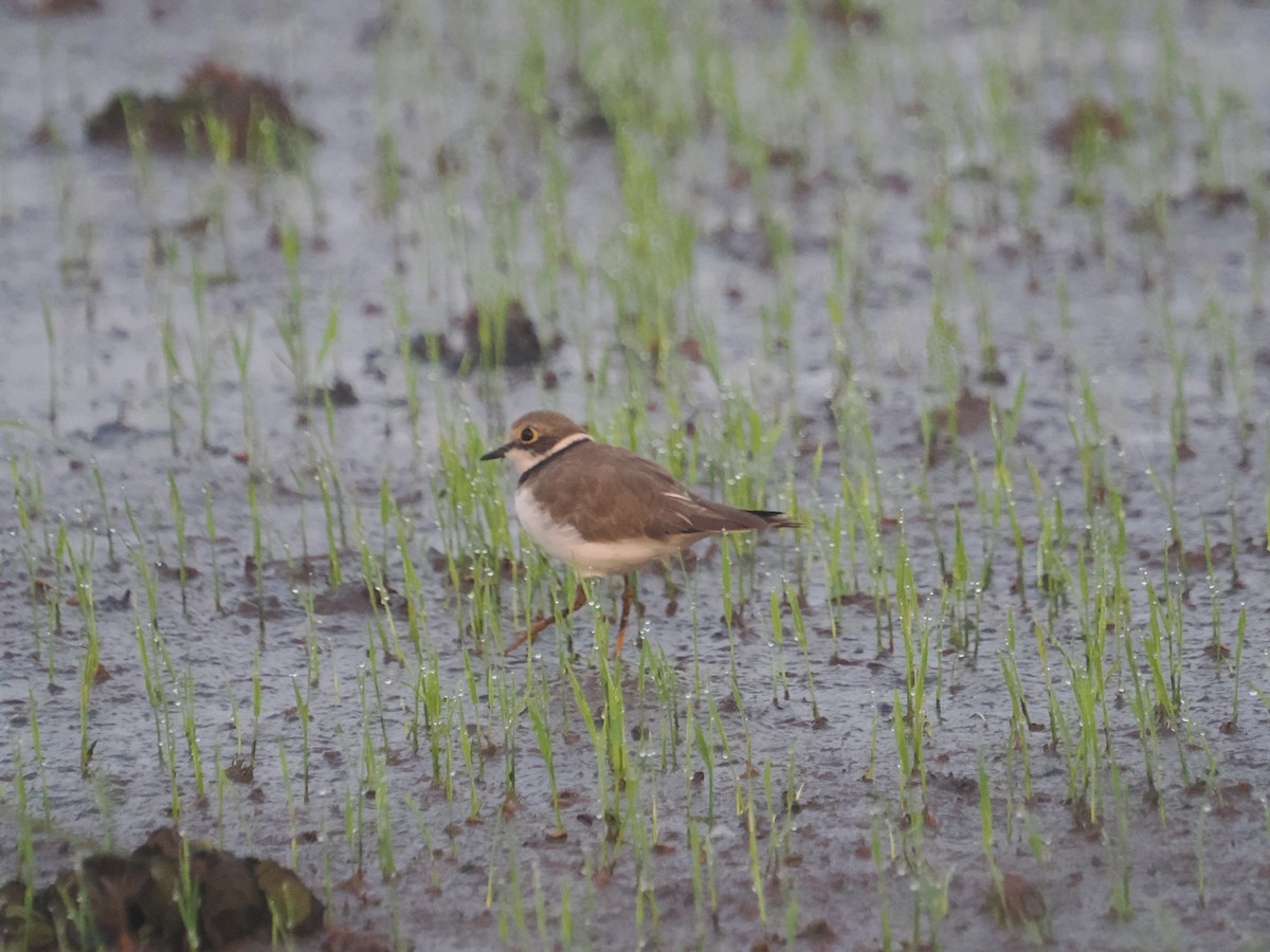 Little Ringed Plover - ML649060338