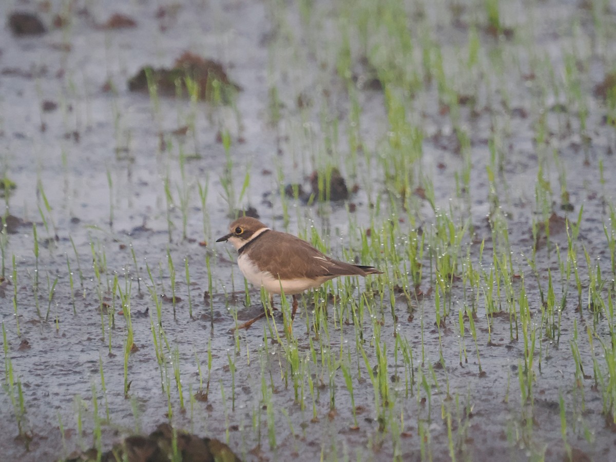 Little Ringed Plover - ML649060339