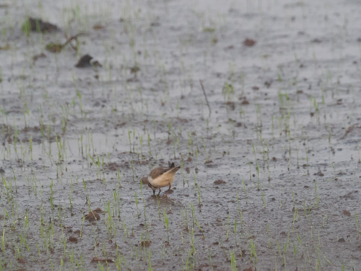 Little Ringed Plover - ML649060340