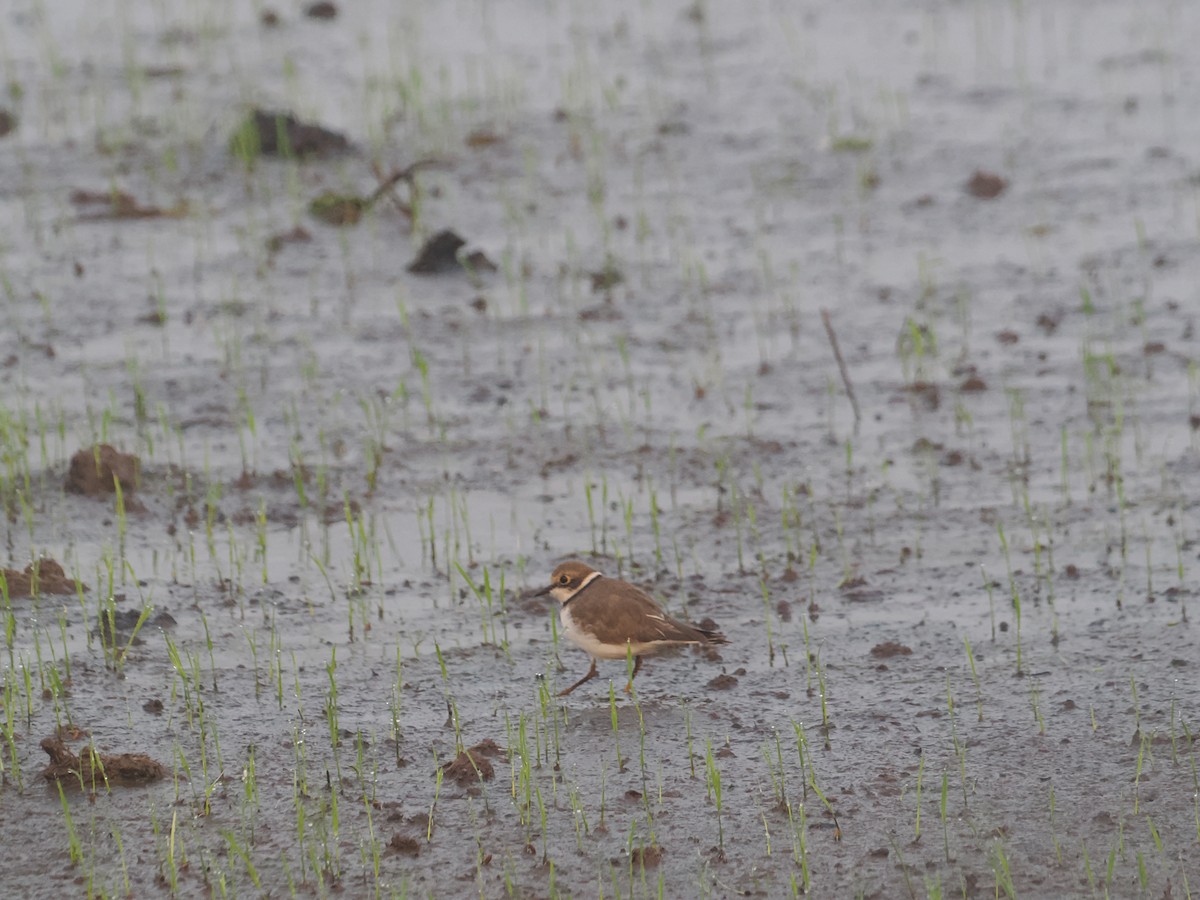 Little Ringed Plover - ML649060341