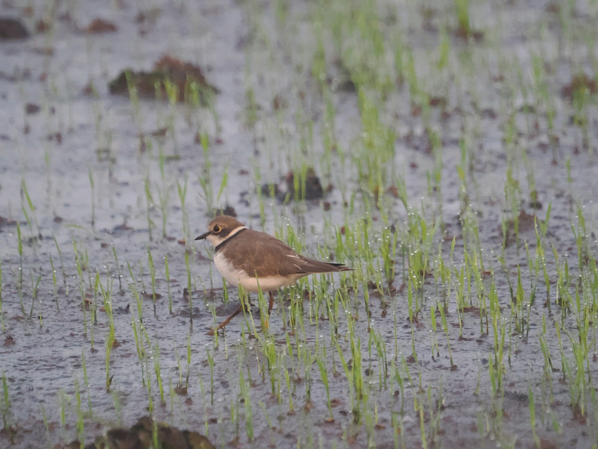 Little Ringed Plover - ML649060342