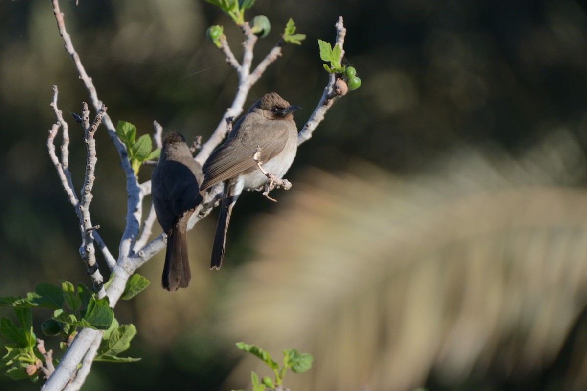 Common Bulbul - ML649060344
