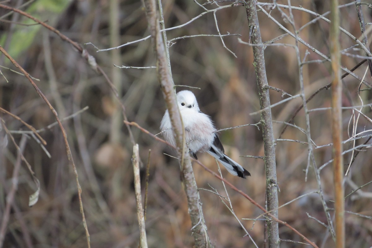 Long-tailed Tit - ML649060347