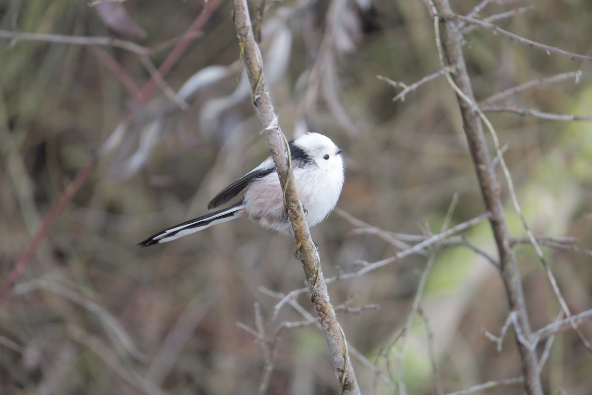 Long-tailed Tit - ML649060348