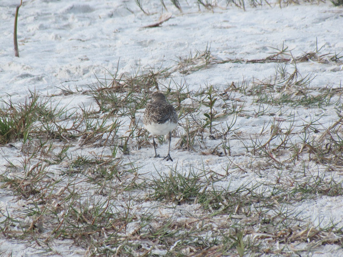 Black-bellied Plover - ML649060352