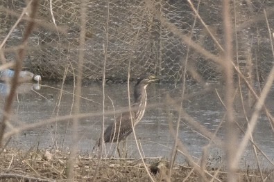 Little Heron - ML649060353