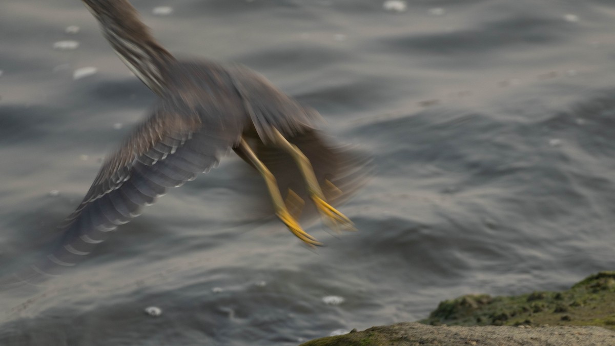 Little Heron - ML649060354
